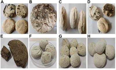 Phenotypic and Genotypic Identification of Bacteria Isolated From Traditionally Prepared Dry Starters of the Eastern Himalayas